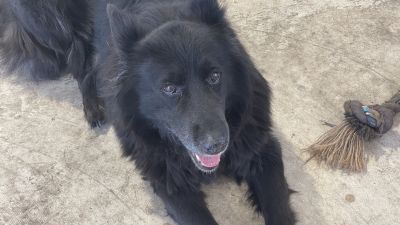 Professional Car Diagnostics Polis Hoppis Automoti