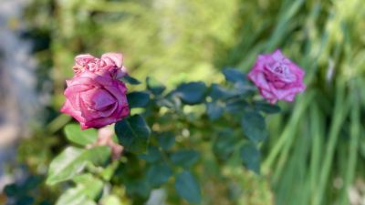 Host Your Private Events at Nature Cafe Restaurant