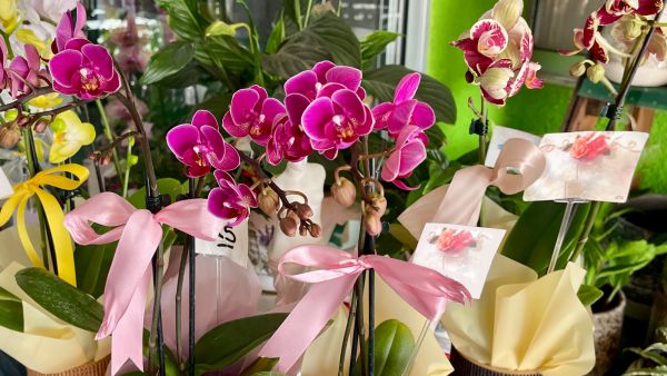 Elevate Your Events with Kissos Flowershops Profes