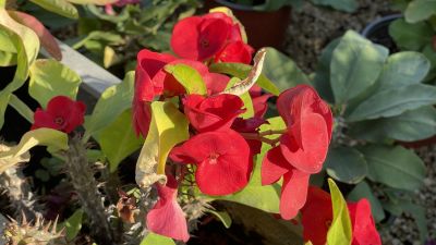 Custom Elegant Event Flowers Kissonerga Personaliz