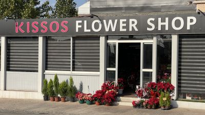 Exquisite Cactus Arrangements Paphos Unique Floral