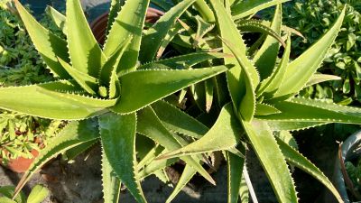 Elegant Corporate Florals Peyia Impress with Style