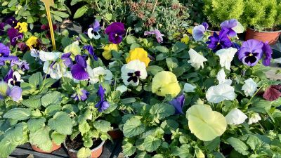 Exclusive Proposal Styling Paphos Say It with Flow